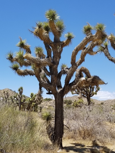 Western Joshua Tree