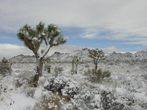 Western Joshua Tree