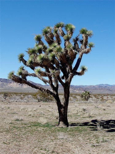 Western Joshua Tree