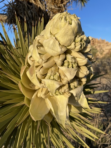 Western Joshua Tree