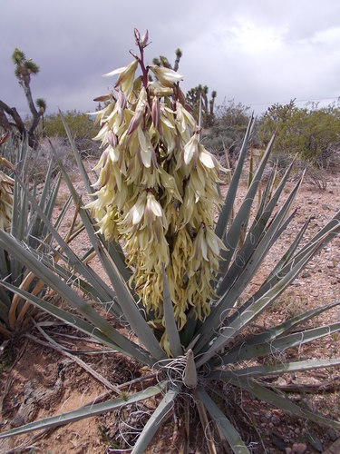 Banana Yucca