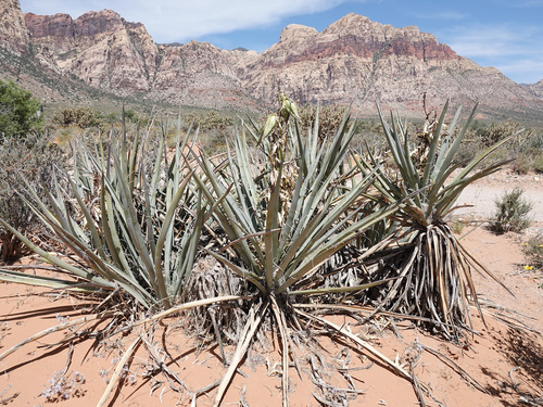Banana Yucca