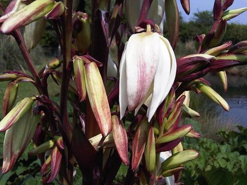 Banana Yucca