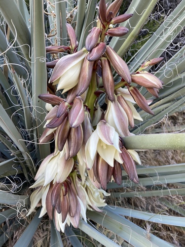 Banana Yucca