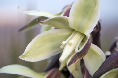 Banana Yucca