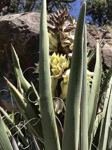 Banana Yucca