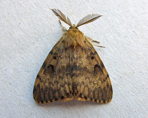 Spongy Moth