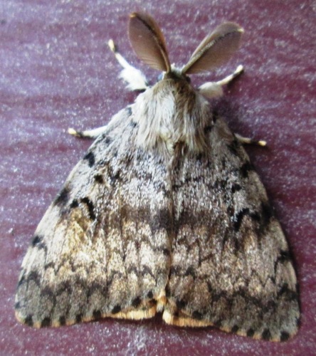 Spongy Moth