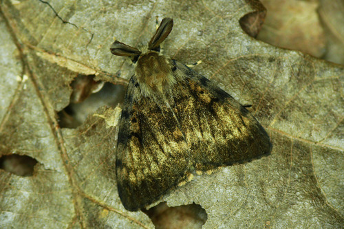 Spongy Moth