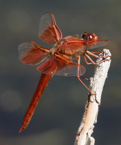 Flame Skimmer