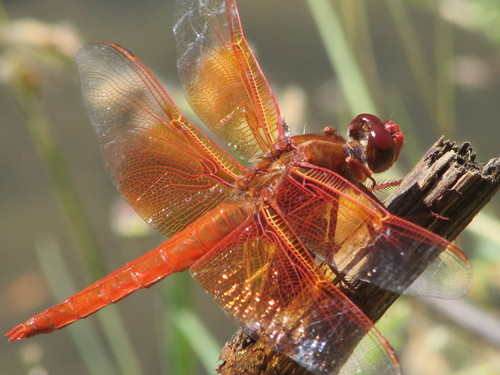 Flame Skimmer