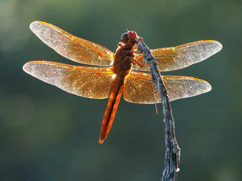 Flame Skimmer