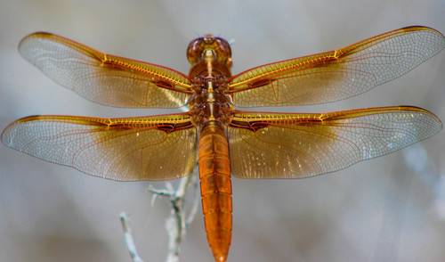 Flame Skimmer