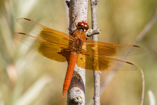 Flame Skimmer