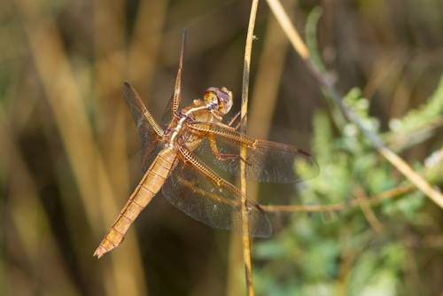 Flame Skimmer