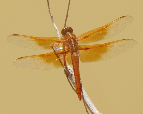 Flame Skimmer