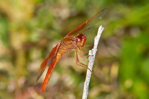 Flame Skimmer