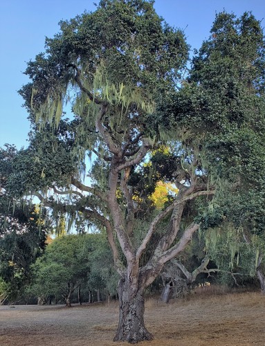 coast live oak