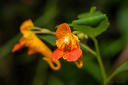 common jewelweed