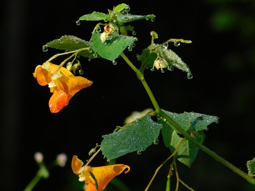 common jewelweed