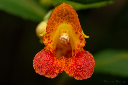 common jewelweed