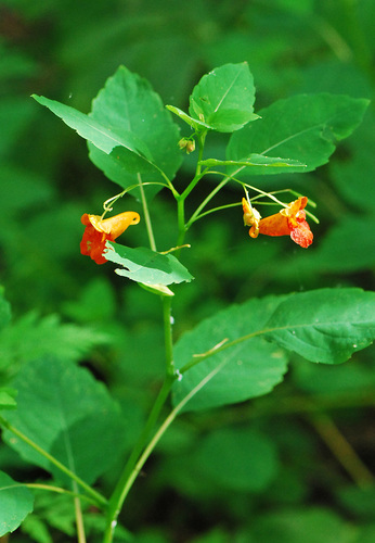 common jewelweed