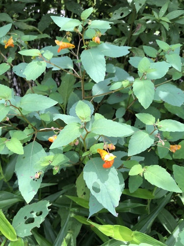common jewelweed
