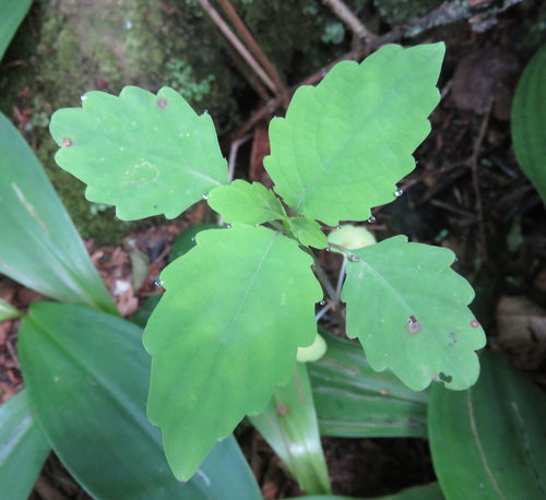 common jewelweed