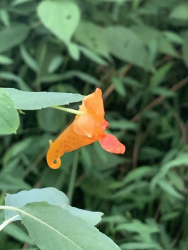 common jewelweed
