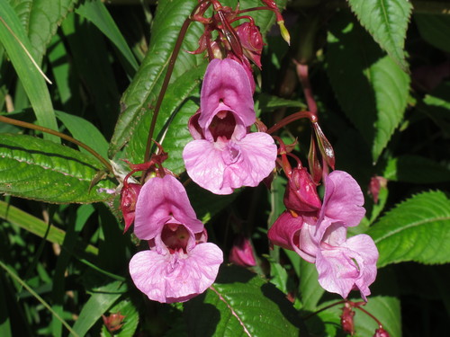 Himalayan balsam