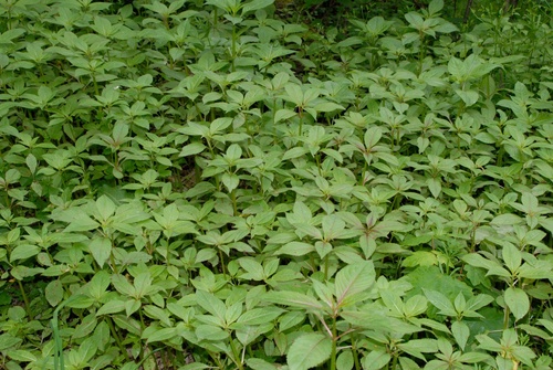 Himalayan balsam