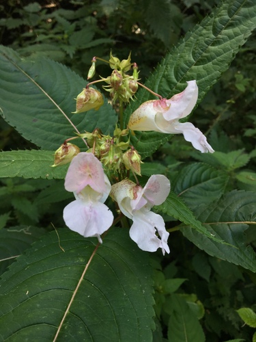 Himalayan balsam