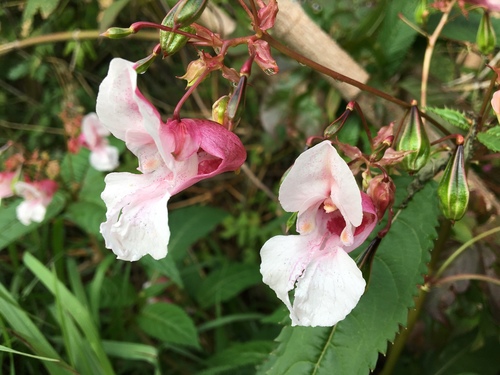 Himalayan balsam