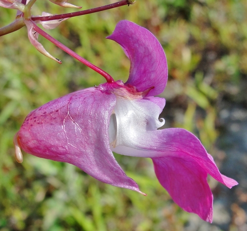 Himalayan balsam