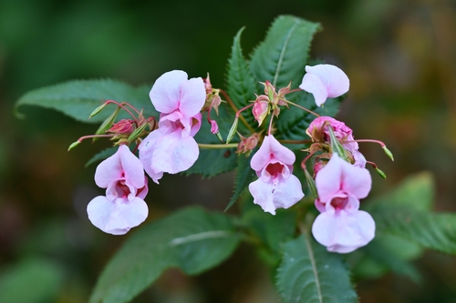Himalayan balsam