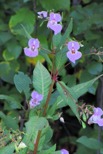 Himalayan balsam