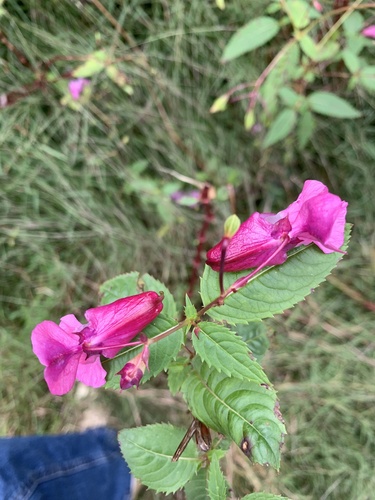 Himalayan balsam