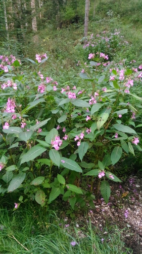 Himalayan balsam