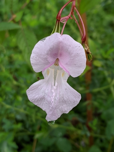 Himalayan balsam