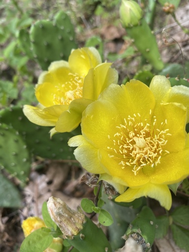 low pricklypear
