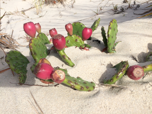 low pricklypear