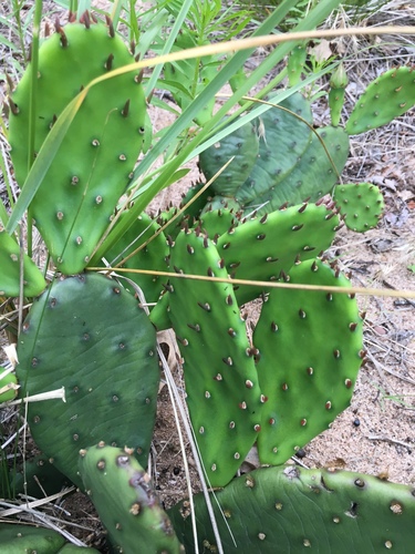 low pricklypear