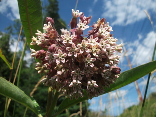 common milkweed