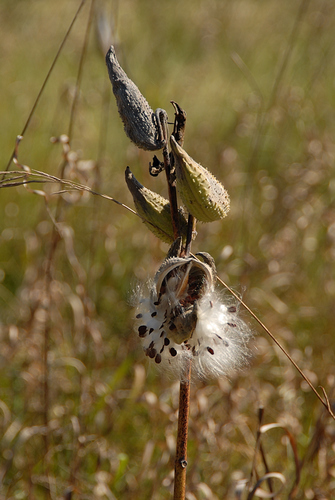 common milkweed