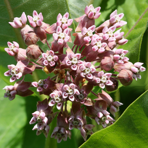 common milkweed