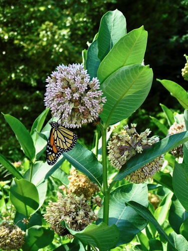 common milkweed