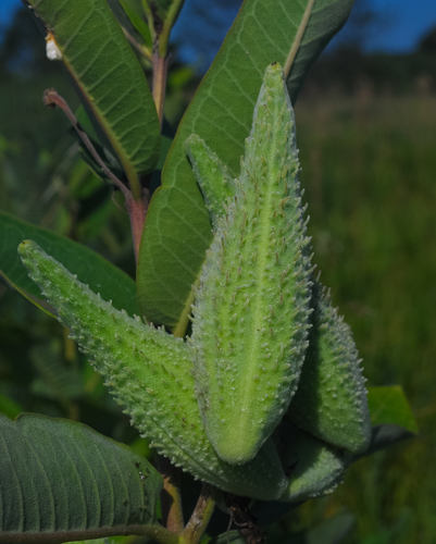 common milkweed