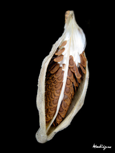common milkweed