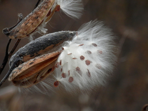 common milkweed