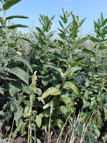 common milkweed